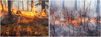 Piloted Ignition of Cylindrical Wildland Fuels Under Irradiation